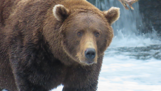 Katmai National Park and Preserve