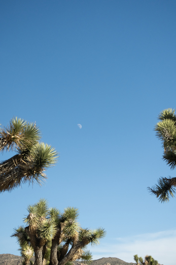 Joshua Tree National Park