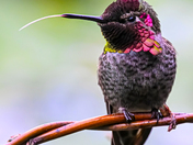 Annas Hummingbird tongue out