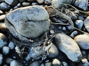 After the Spawning season