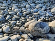 After the Spawning season