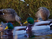 Along The River's Bank