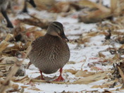 Female Mallard Duck
