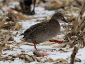 Female Mallard Duck