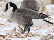 Canadian Geese