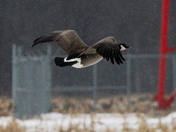 Canadian Geese