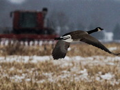 Canadian Geese