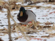Male Mallard Duck 
