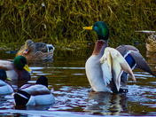 Mallards In The Marsh