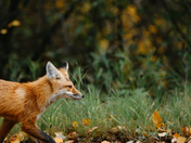 Mid Action Trot Shot