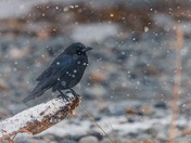 Crow in the snow
