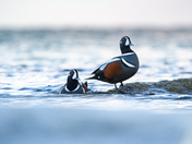 Harlequin ducks