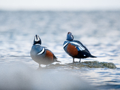 Harlequin ducks