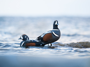 Harlequin ducks