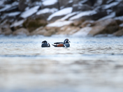 Harlequin ducks