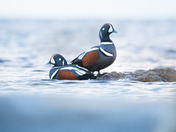 Harlequin ducks