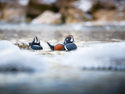 Harlequin ducks