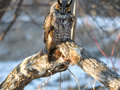Perched long earred owl