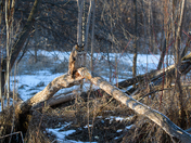 Perched long earred owl