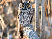 Perched long earred owl