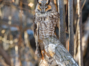 Perched long earred owl