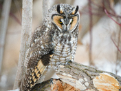 Perched long earred owl