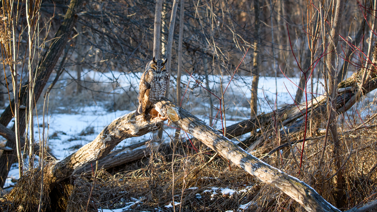 Perched long earred owl