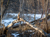 Perched long earred owl
