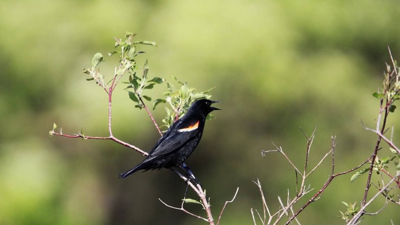 FB_IMG_1748979877537