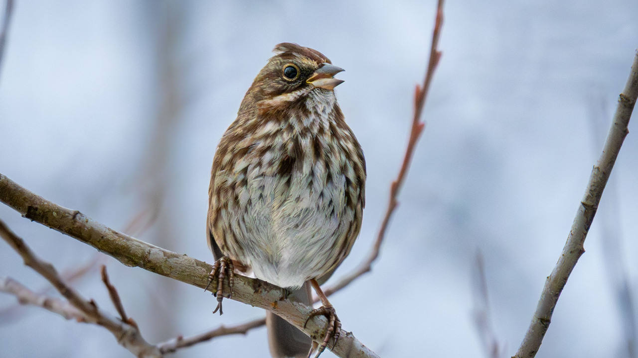 Singing It's Heart Out!
