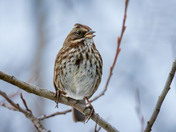 Singing It's Heart Out!