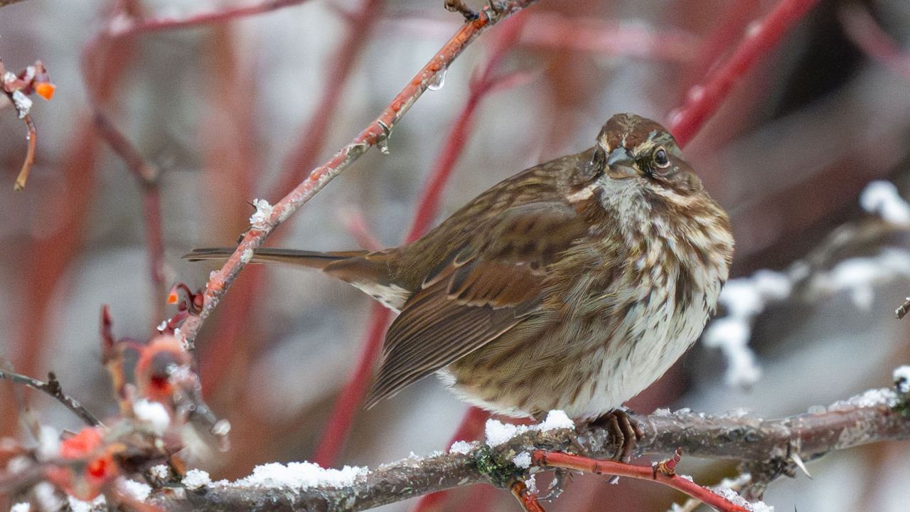 Singing It's Heart Out!