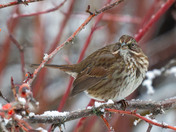 Singing It's Heart Out!