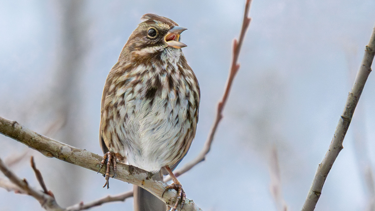 Singing It's Heart Out!