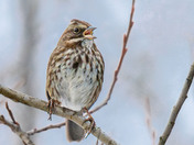 Singing It's Heart Out!