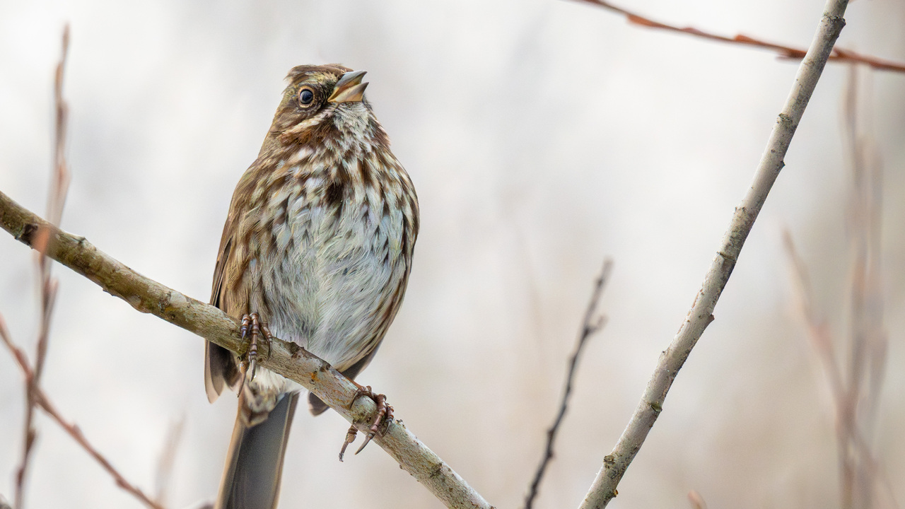 Singing It's Heart Out!