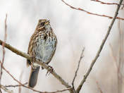 Singing It's Heart Out!