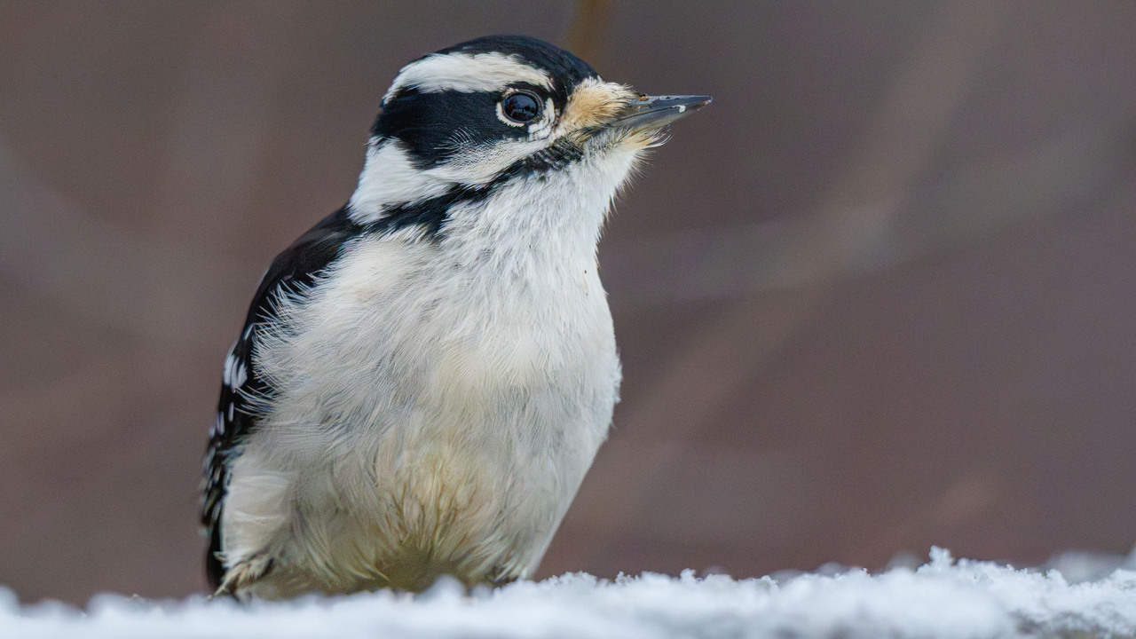 Downy Woodpecker