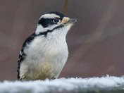 Downy Woodpecker