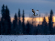 Sunset Short-eared Owls