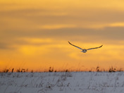 Sunset Short-eared Owls