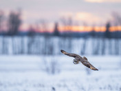 Sunset Short-eared Owls