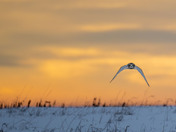Sunset Short-eared Owls