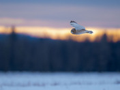 Sunset Short-eared Owls