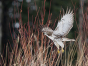 Red-tailed Hawk