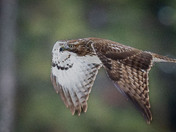 Red-tailed Hawk