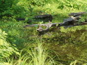 Japaneese garden style