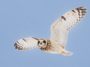 Short-eared Owls are still here in Central BC