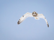 Short-eared Owls are still here in Central BC