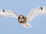 Short-eared Owls are still here in Central BC